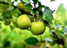 Apple tree grows in Ashanti Region