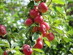Apple tree grows in Ashanti Region
