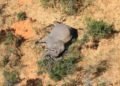 More than 360 elephants die from mysterious causes in Botswana