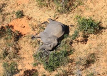 More than 360 elephants die from mysterious causes in Botswana