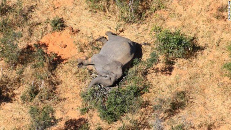 More than 360 elephants die from mysterious causes in Botswana