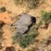 More than 360 elephants die from mysterious causes in Botswana