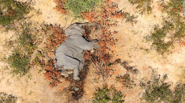 More than 360 elephants die from mysterious causes in Botswana