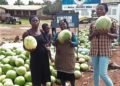 Glut of watermelons at Nkoranza; No properly developed industry