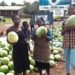 Glut of watermelons at Nkoranza; No properly developed industry