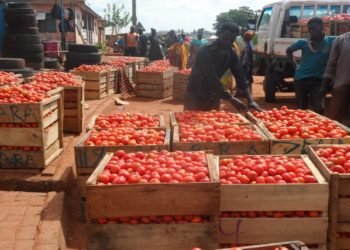 Tuobodom: Tomato farmers make gains as border closure curtails importation from Burkina Faso