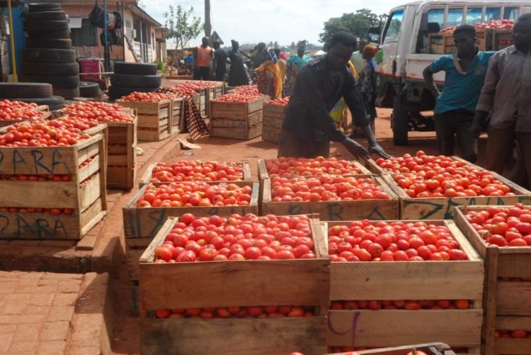 Tuobodom: Tomato farmers make gains as border closure curtails importation from Burkina Faso