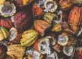 Ghana To Produce Electricity From Cocoa Husks