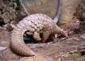 Forestry Commission Places Ban On Hunting, Capturing Of Wildlife