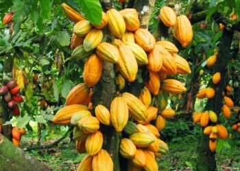 COCOBOD Pays GH¢162 Million to Cocoa Bill Holders Outside Debt Exchange