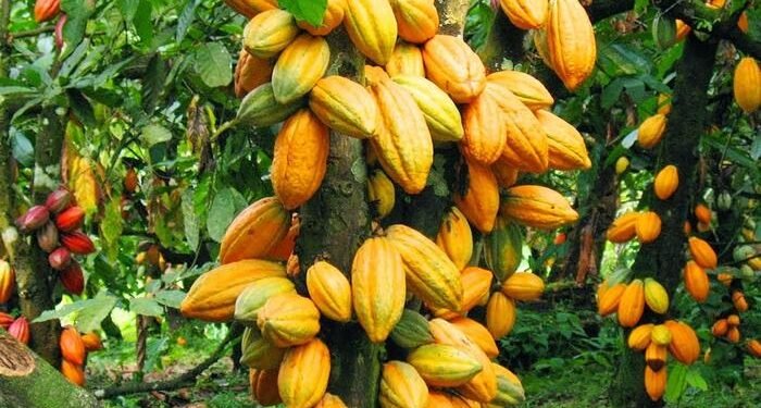 COCOBOD Pays GH¢162 Million to Cocoa Bill Holders Outside Debt Exchange