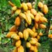 COCOBOD Pays GH¢162 Million to Cocoa Bill Holders Outside Debt Exchange