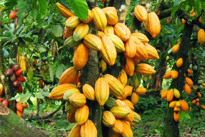 COCOBOD Pays GH¢162 Million to Cocoa Bill Holders Outside Debt Exchange